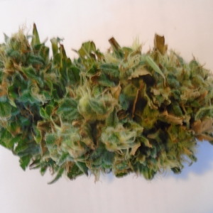 Aurora Borealis Seeds For sale at Weed For Sale Canada