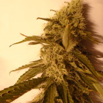 Scarletts Fever available at WeedForSaleCanada.com